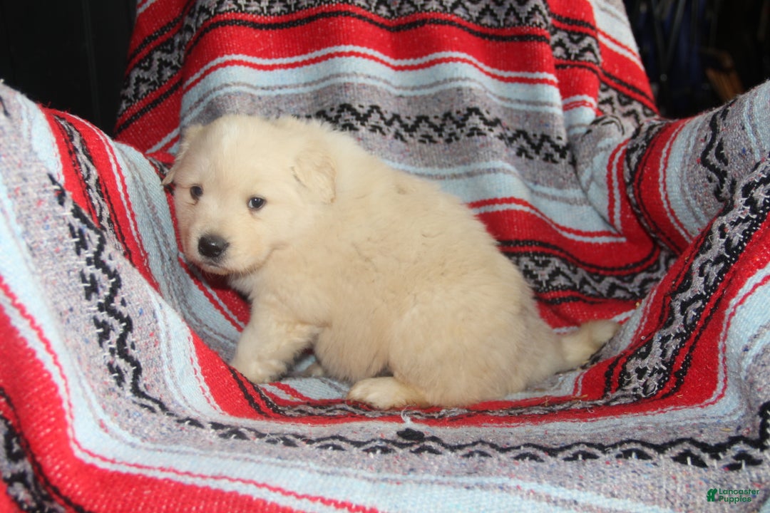 Mixed Breed dogs for sale: Romeo - Ad 3