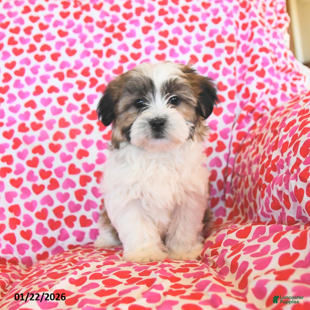 Teddy Bear dogs for sale: Reese - Ad 4