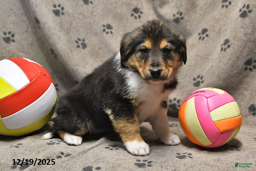 Mixed Breed dogs for sale: Kandy - Ad 2