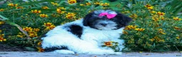 Cavapoo dogs for sale: Remi 🩷 - Ad 6