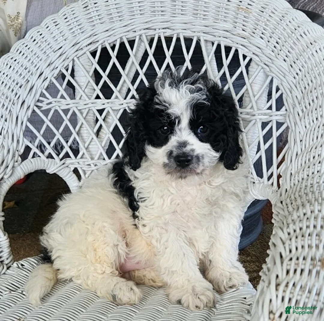 Cavapoo dogs for sale: Glitter - Ad 5