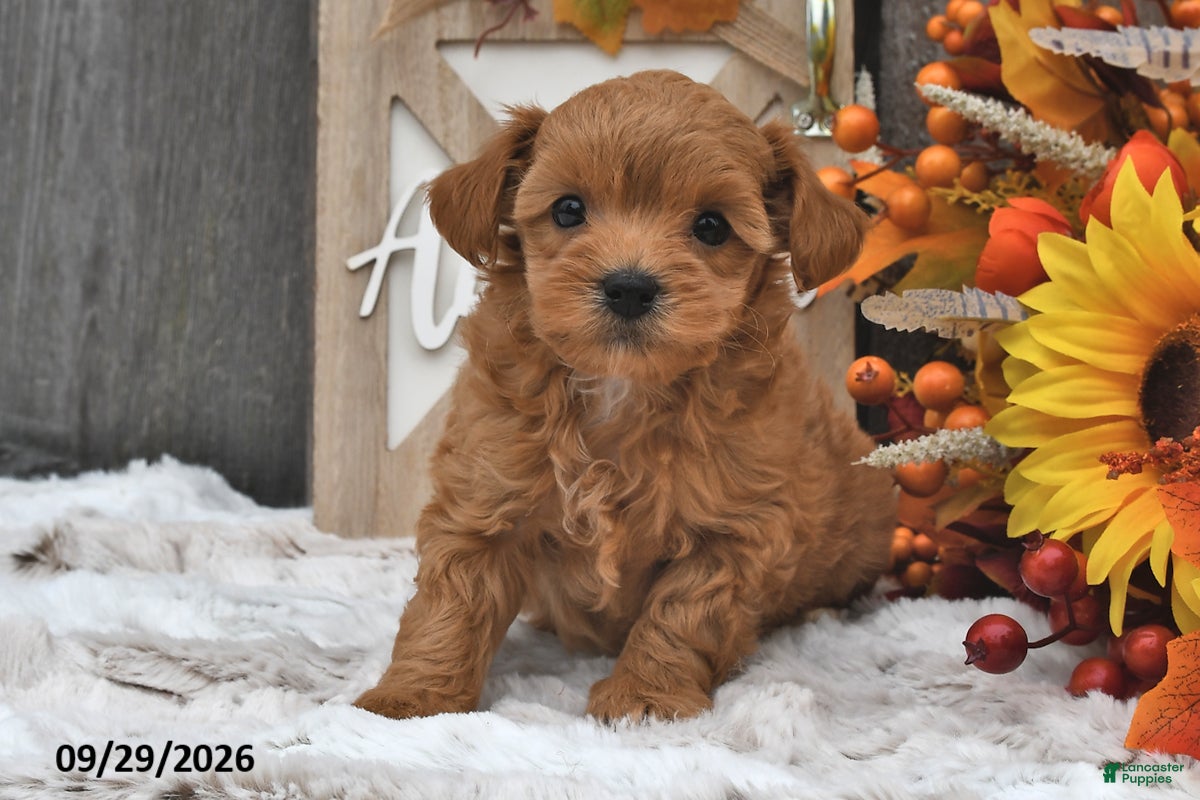 Shihpoo dogs for sale: Max - Ad 3