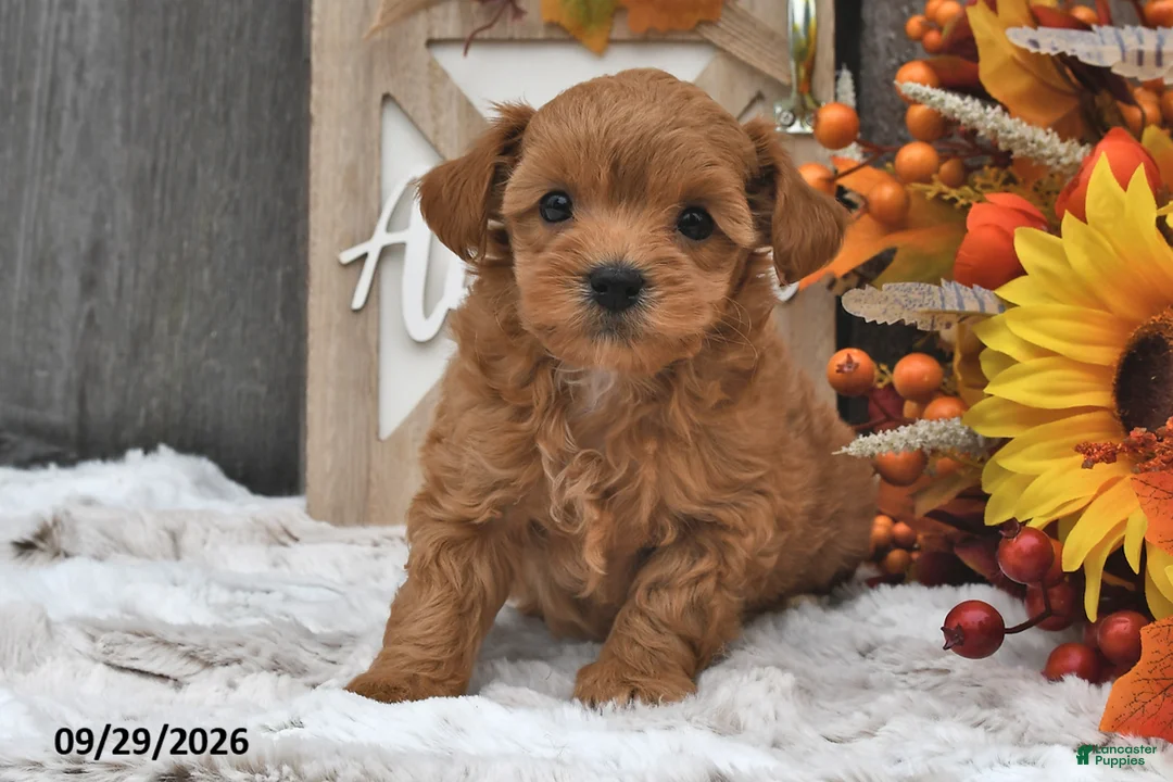 Shihpoo dogs for sale: Max - Ad 1