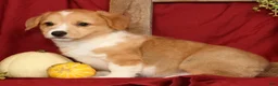 Welsh Corgi Pembroke dogs for sale: Tracy - Ad 9