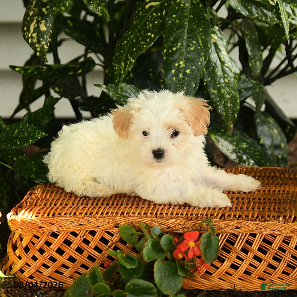 Maltipoo dogs Phebe - Ad 2