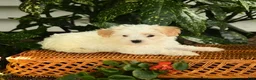 Maltipoo dogs for sale: Phebe - Ad 2
