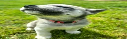 Mixed Breed dogs for sale: Bashful - Ad 1