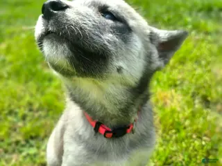 Mixed Breed dogs Bashful - Ad 12