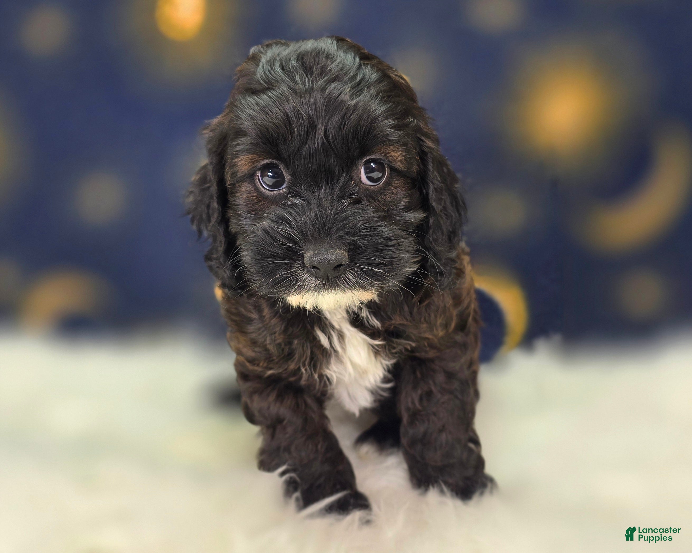 Cockapoo dogs Vega - Ad 20