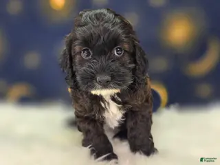 Cockapoo dogs Vega - Ad 19