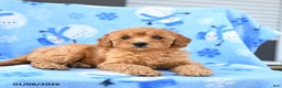 Mini Goldendoodle dogs for sale: Winnie - Ad 4