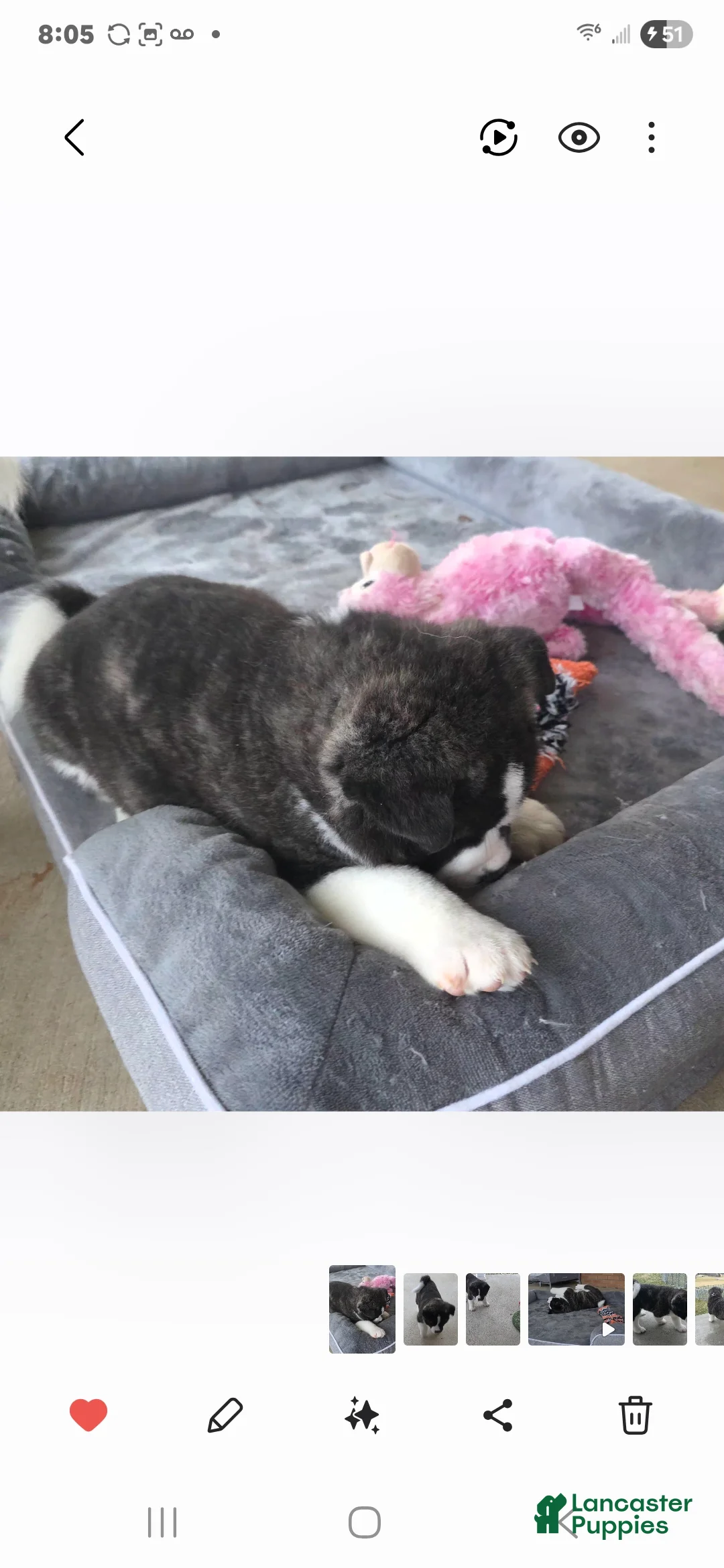 Akita dogs for sale: AKC Lucky - Ad 7