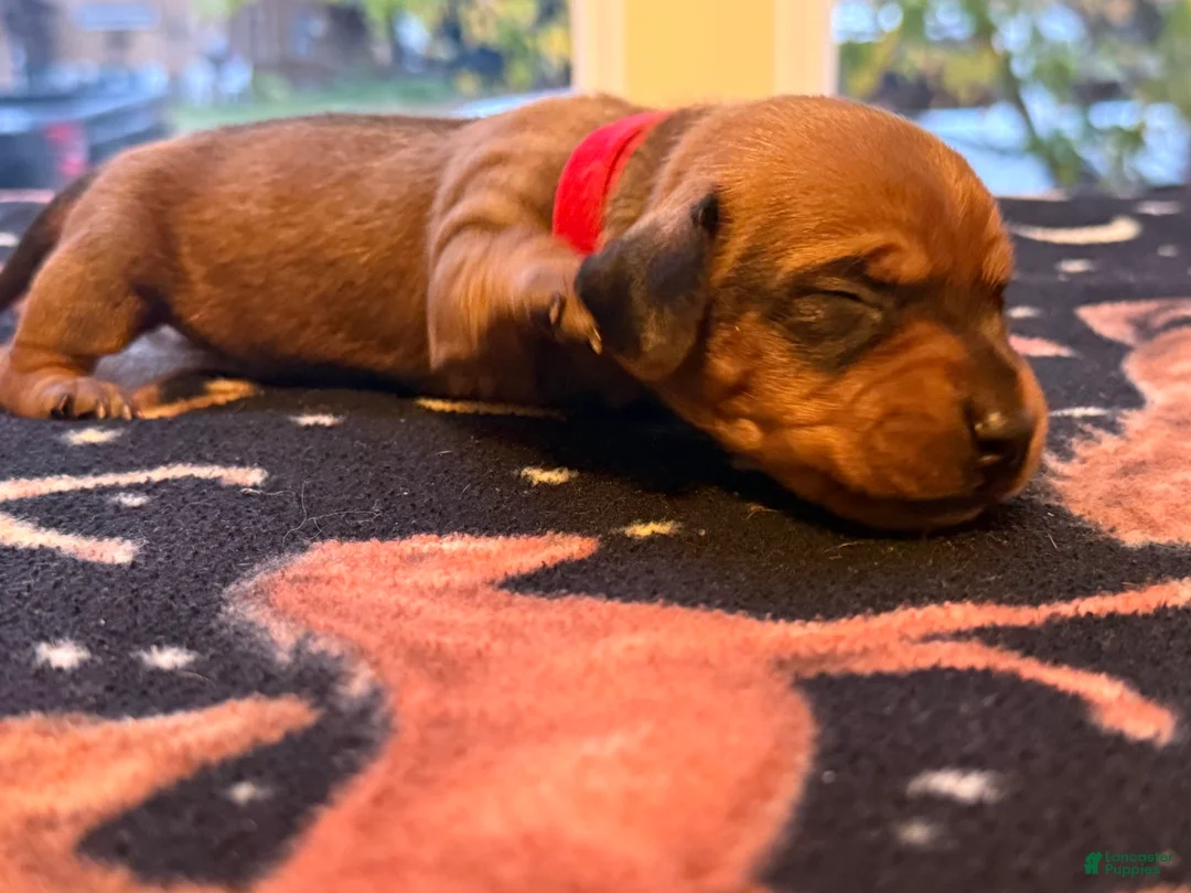 Dachshund dogs for sale: Dakota - Ad 2