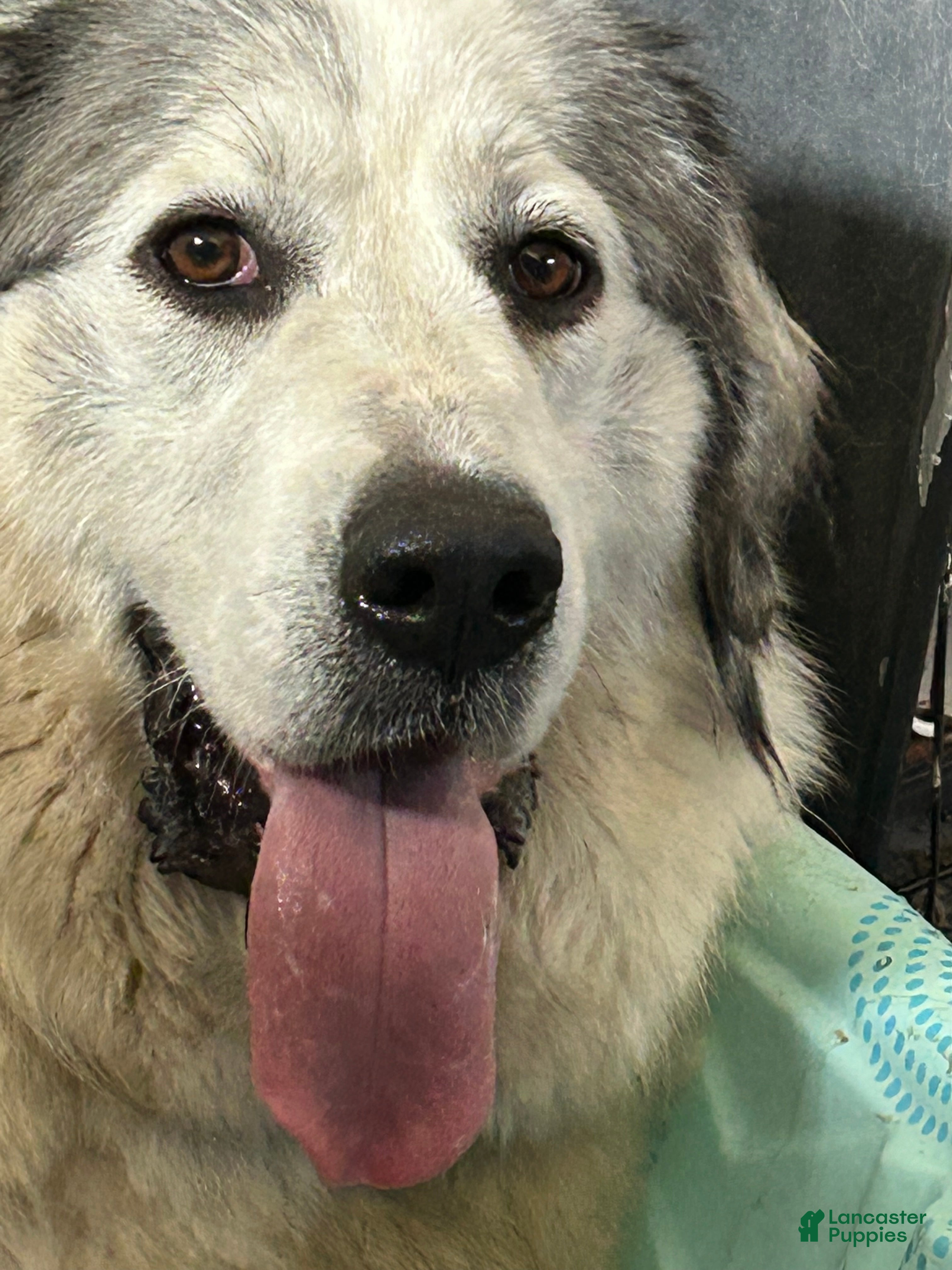 Great Pyrenees dogs Great Pyrenees litter of 10 puppies - Ad 28