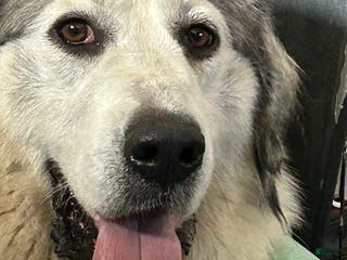 Great Pyrenees dogs Great Pyrenees litter of 10 puppies - Ad 42