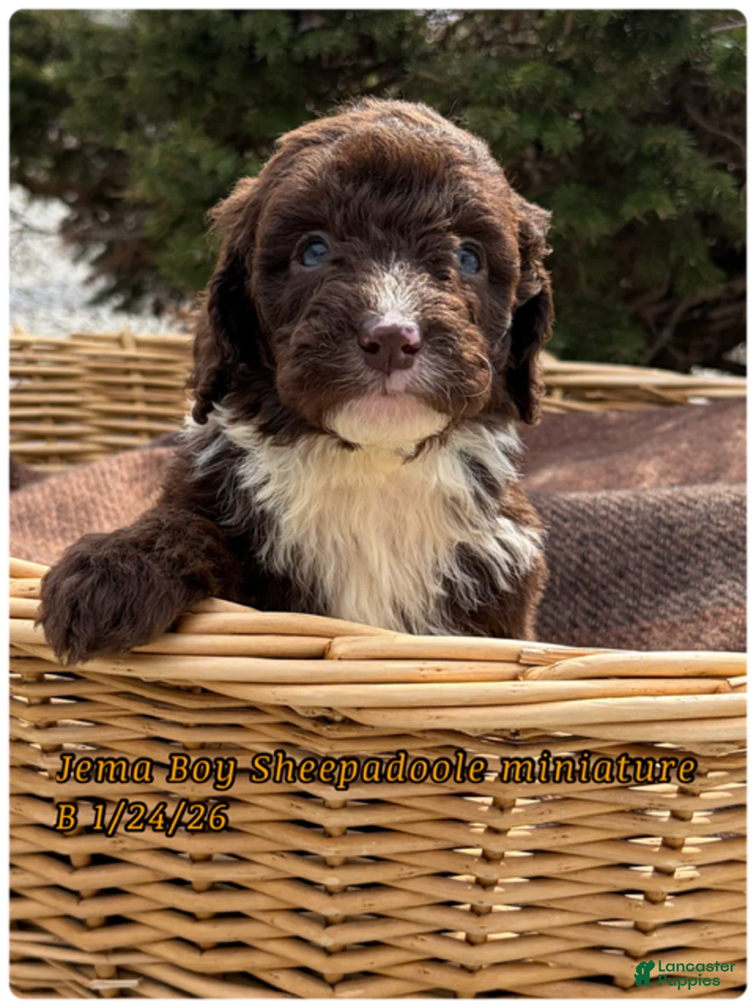 Sheepadoodle dogs for sale: Jema - Ad 1