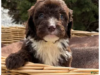 Sheepadoodle dogs Jema - Ad 20