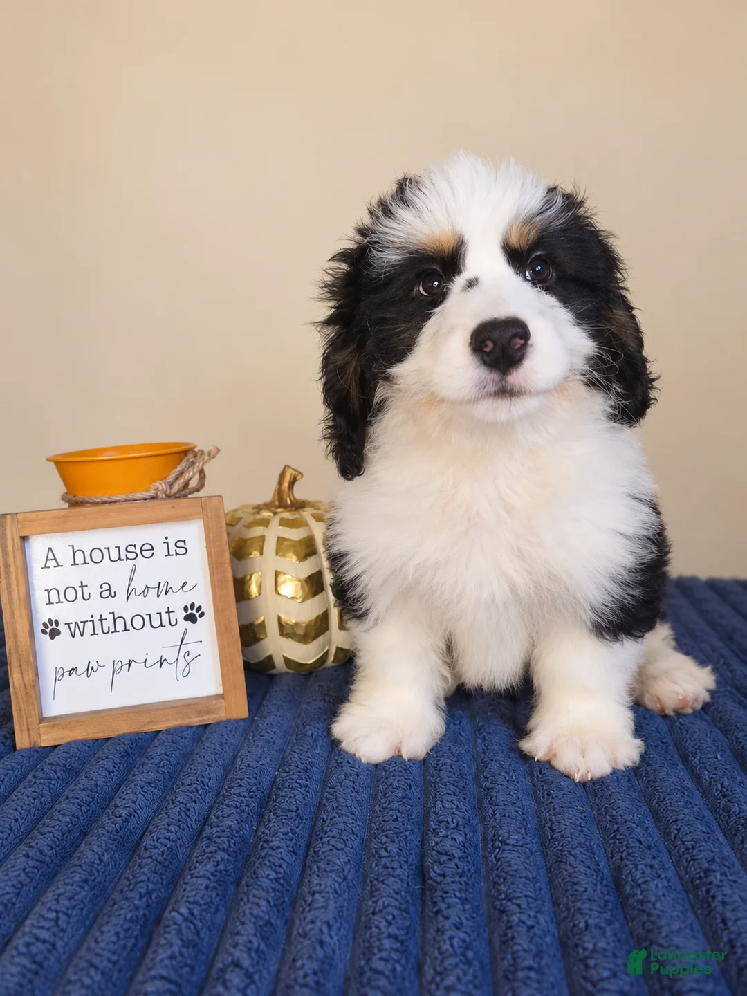 Bernedoodle dogs for sale: Oreo - Ad 1