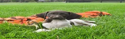 German Shorthaired Pointer dogs for sale: Secret - Ad 2