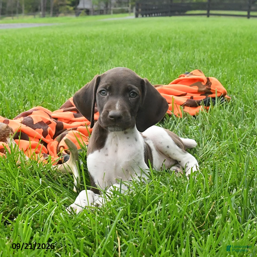 German Shorthaired Pointer dogs for sale: Secret - Ad 2