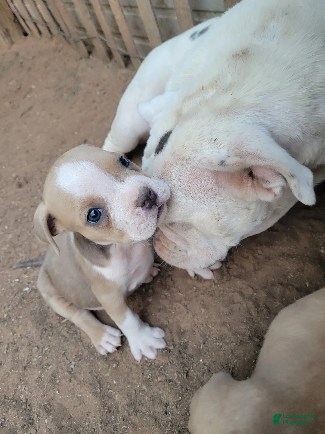 English Bulldog dogs for sale: Blue Fawn and white  - Ad 2