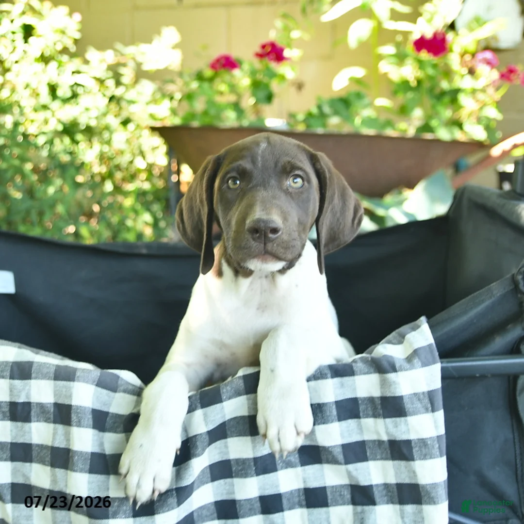 German Shorthaired Pointer dogs for sale: Jade  - Ad 3