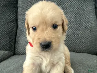 Golden Retriever dogs Golden Retriever Puppy 6 - Ad 26