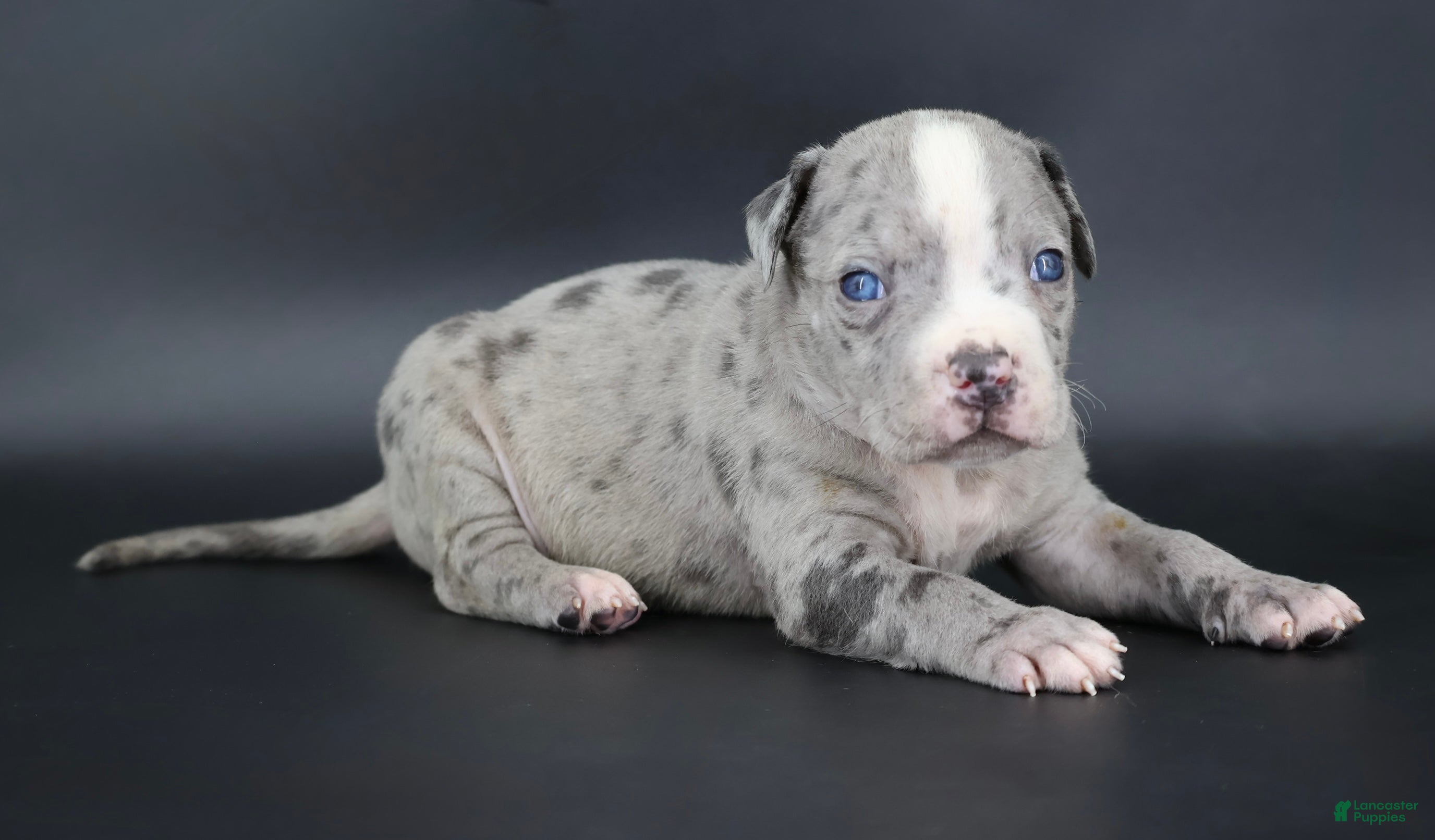 American Bully dogs Heath - Ad 1