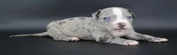 American Bully dogs for sale: Heath - Ad 1