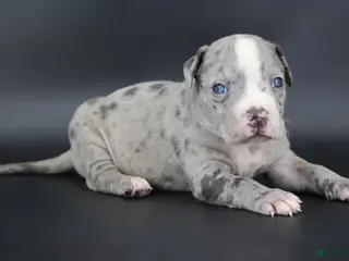 American Bully dogs for sale: Heath - Ad 1