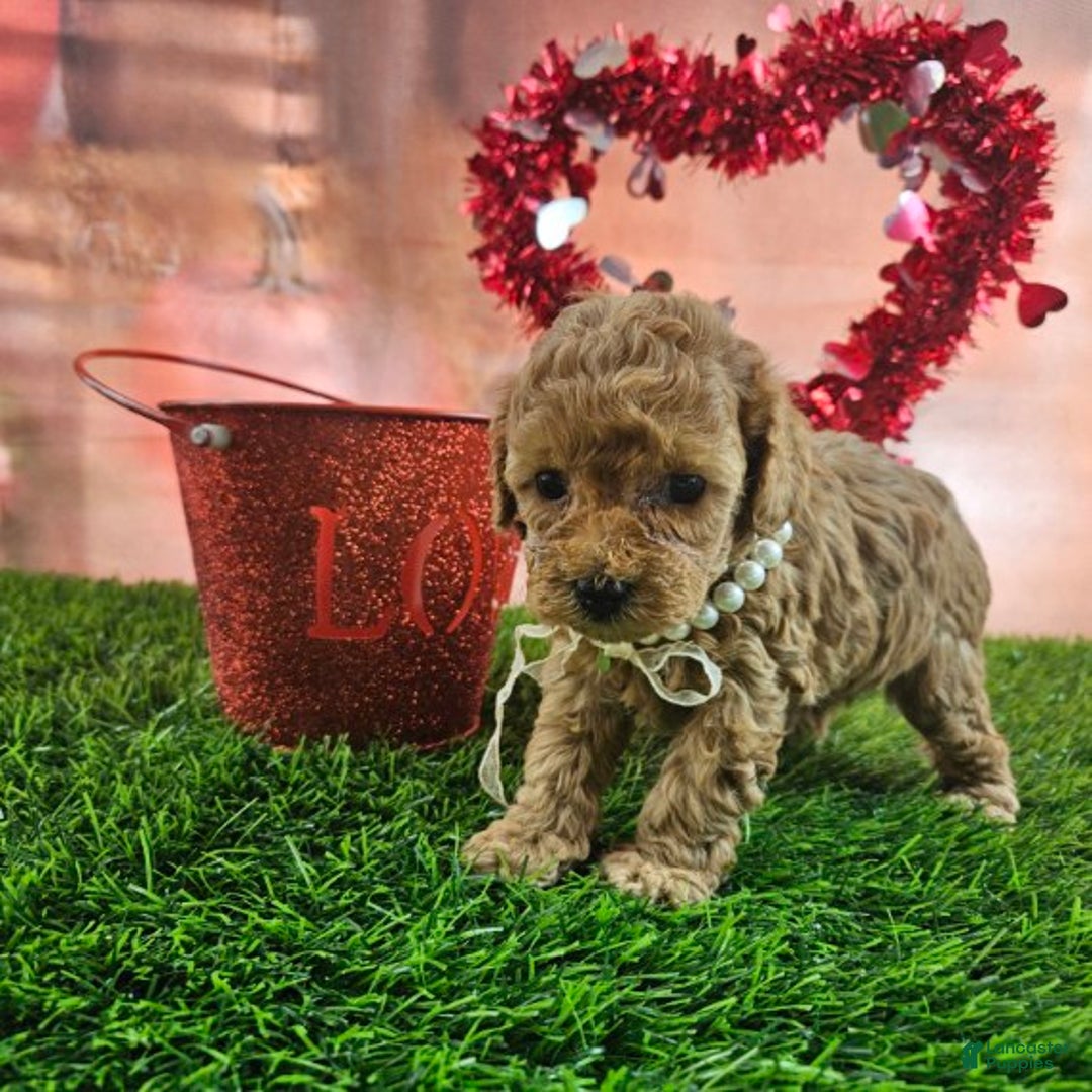 Toy Poodle dogs for sale: Dora - Ad 8