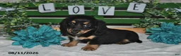 Miniature Dachshund dogs for sale: Jax - Ad 4