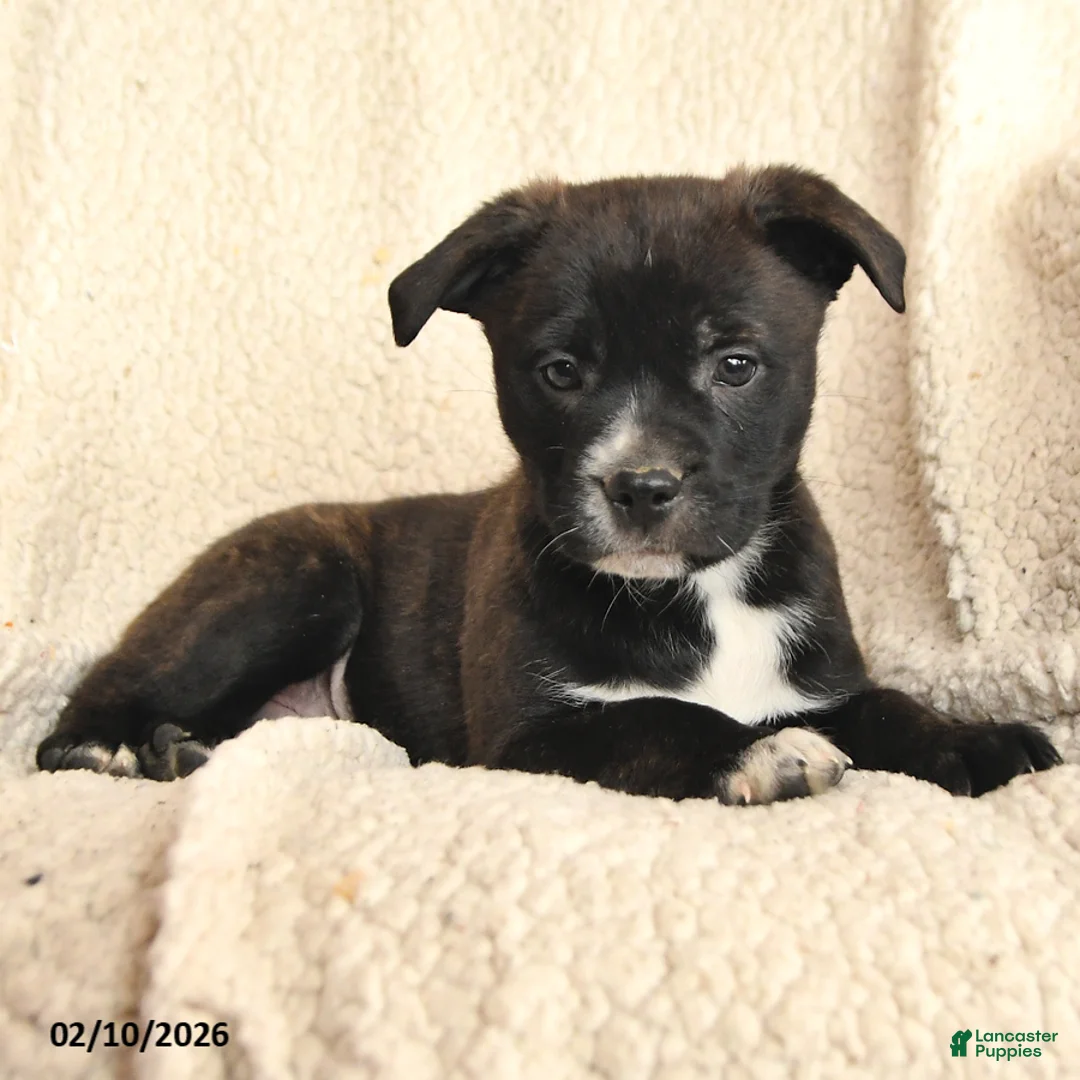 Mixed Breed dogs for sale: Mason - Ad 2