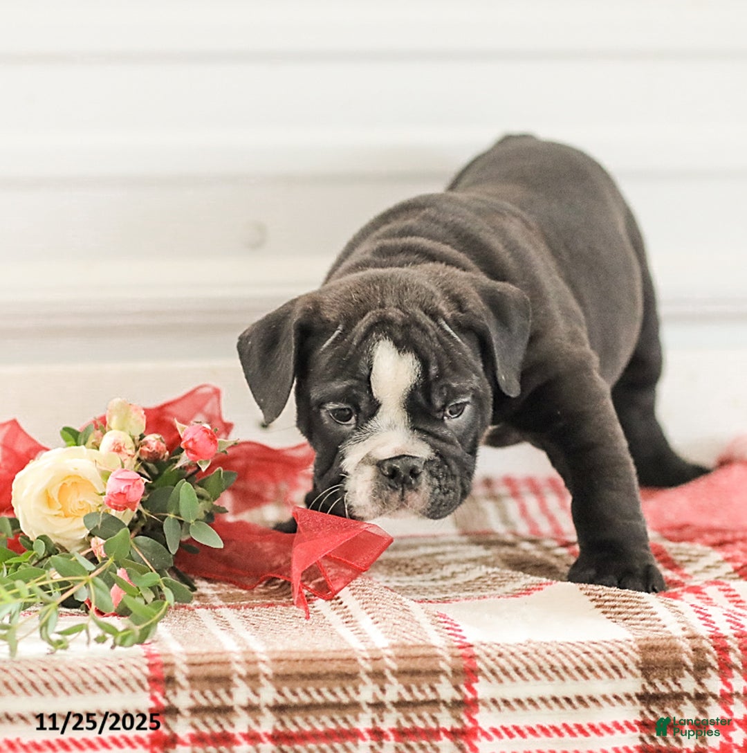 English Bulldog dogs for sale: Randy - Ad 6