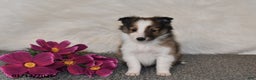 Shetland Sheepdog dogs for sale: Silas - Ad 3