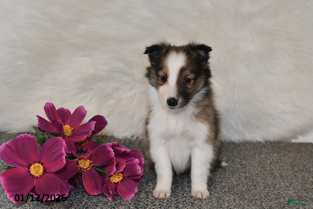 Shetland Sheepdog dogs for sale: Silas - Ad 3