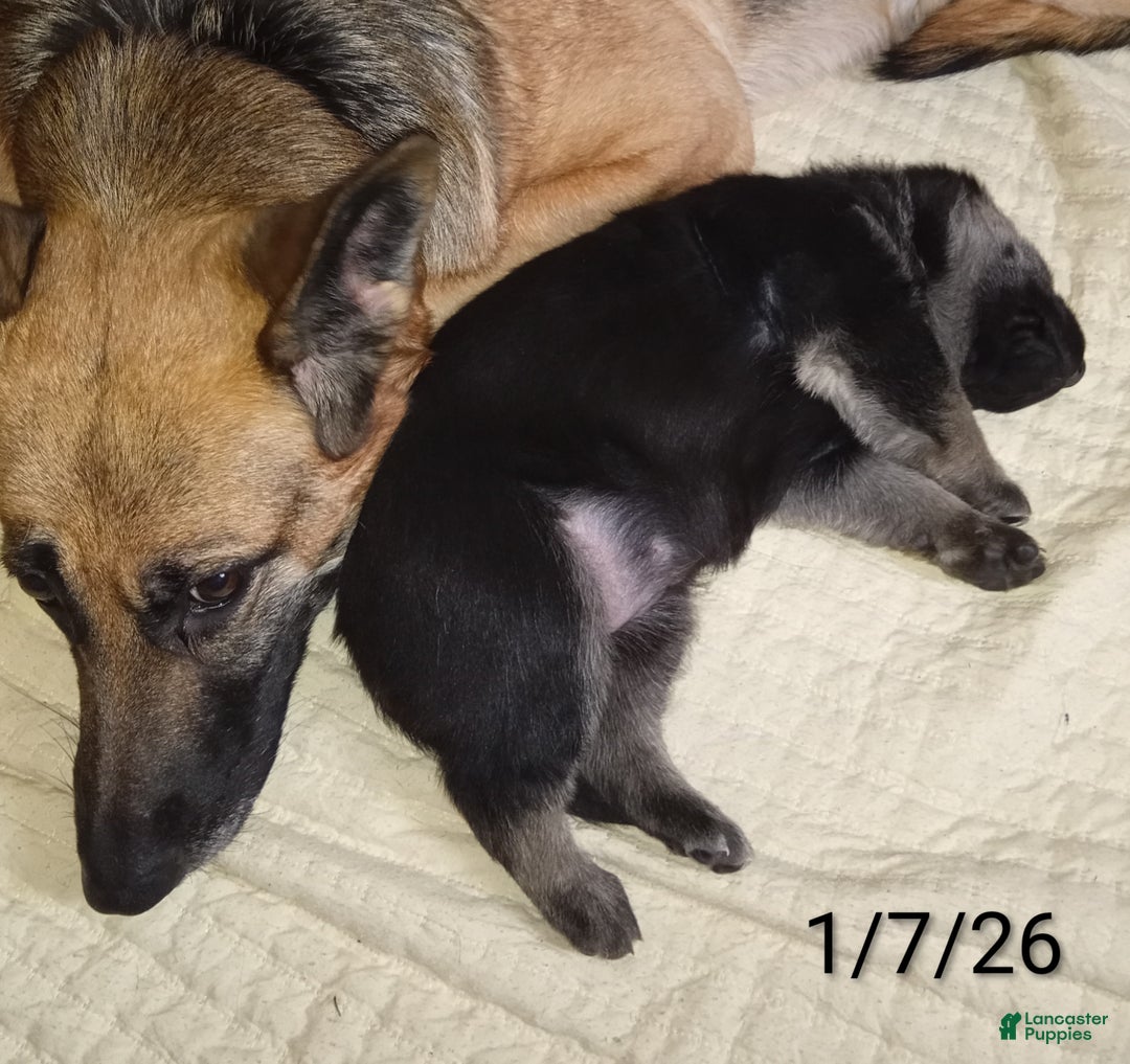 German Shepherd dogs for sale: Diamond - Ad 13