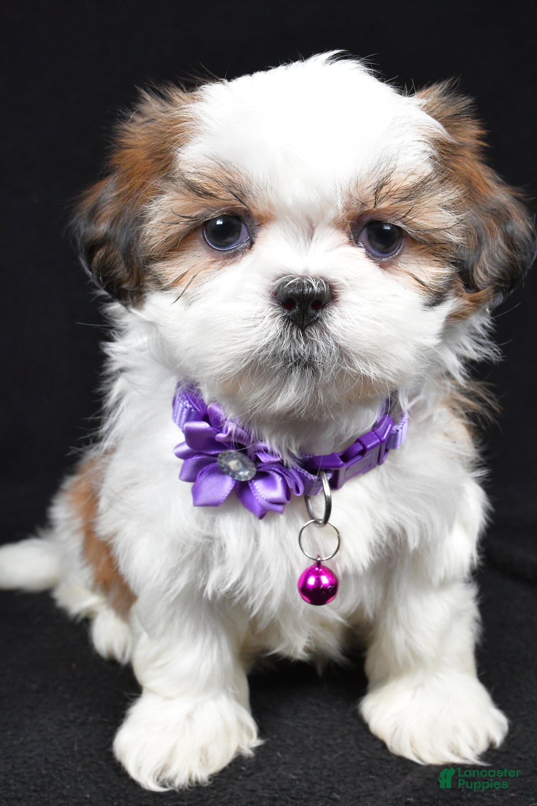 Shih Tzu dogs for sale: Hazel - Ad 7