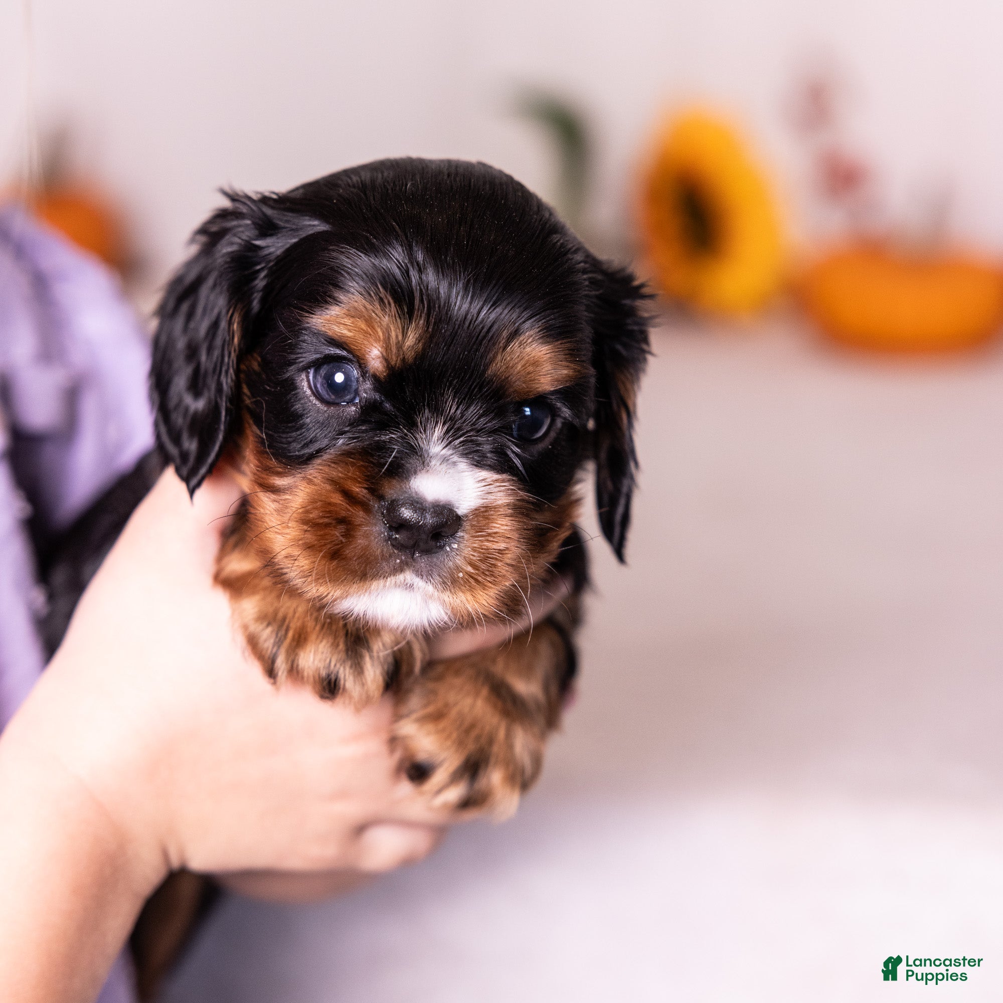 Cavalier King Charles Spaniel dogs Asher - Ad 1
