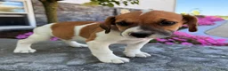 Beabull dogs for sale: Charlie - Ad 3