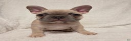 French Bulldog dogs for sale: French Bulldog Puppy 1 - Ad 1