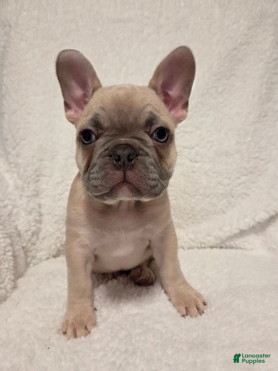 French Bulldog dogs for sale: French Bulldog Puppy 1 - Ad 1