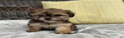 Shorkie dogs for sale: Rachel  - Ad 6