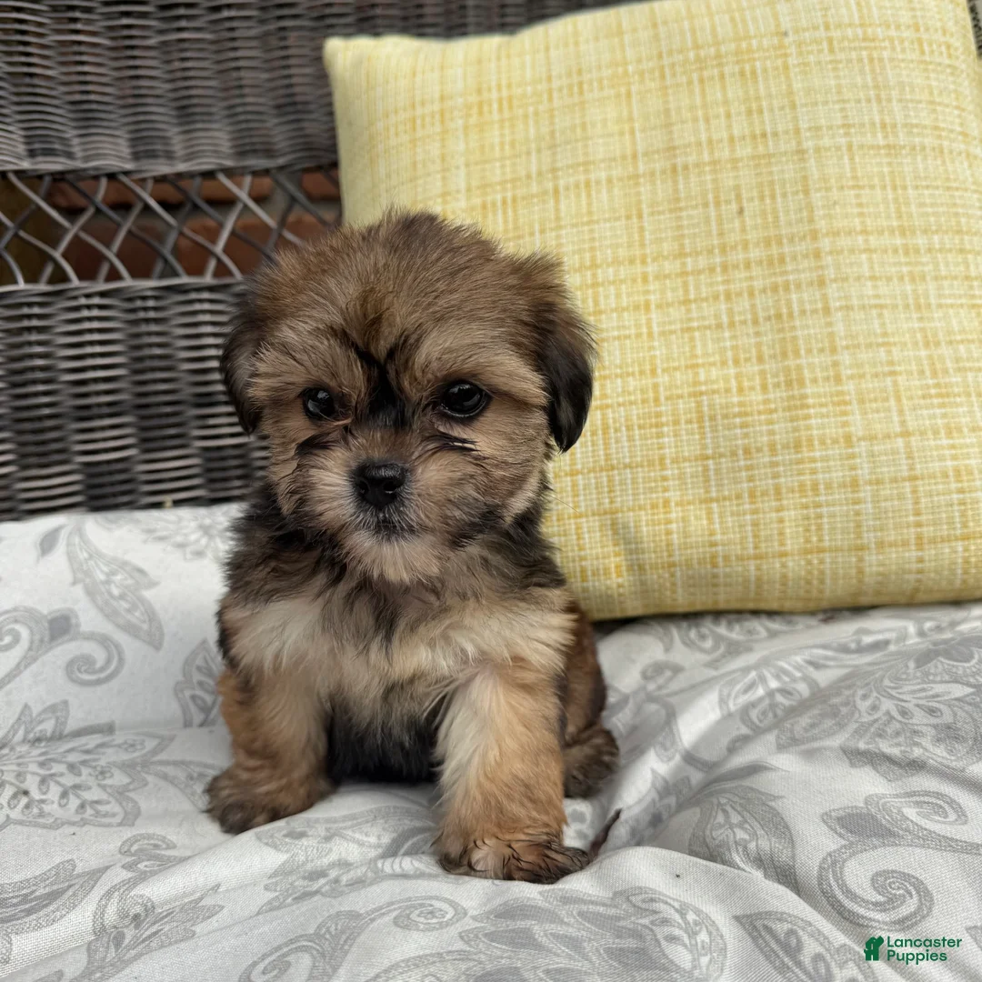 Shorkie dogs for sale: Rachel  - Ad 6