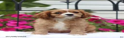 Cavalier King Charles Spaniel dogs for sale: Stan - Ad 3
