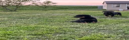 Rottweiler dogs for sale: Rottweiler Puppy 4 - Ad 2