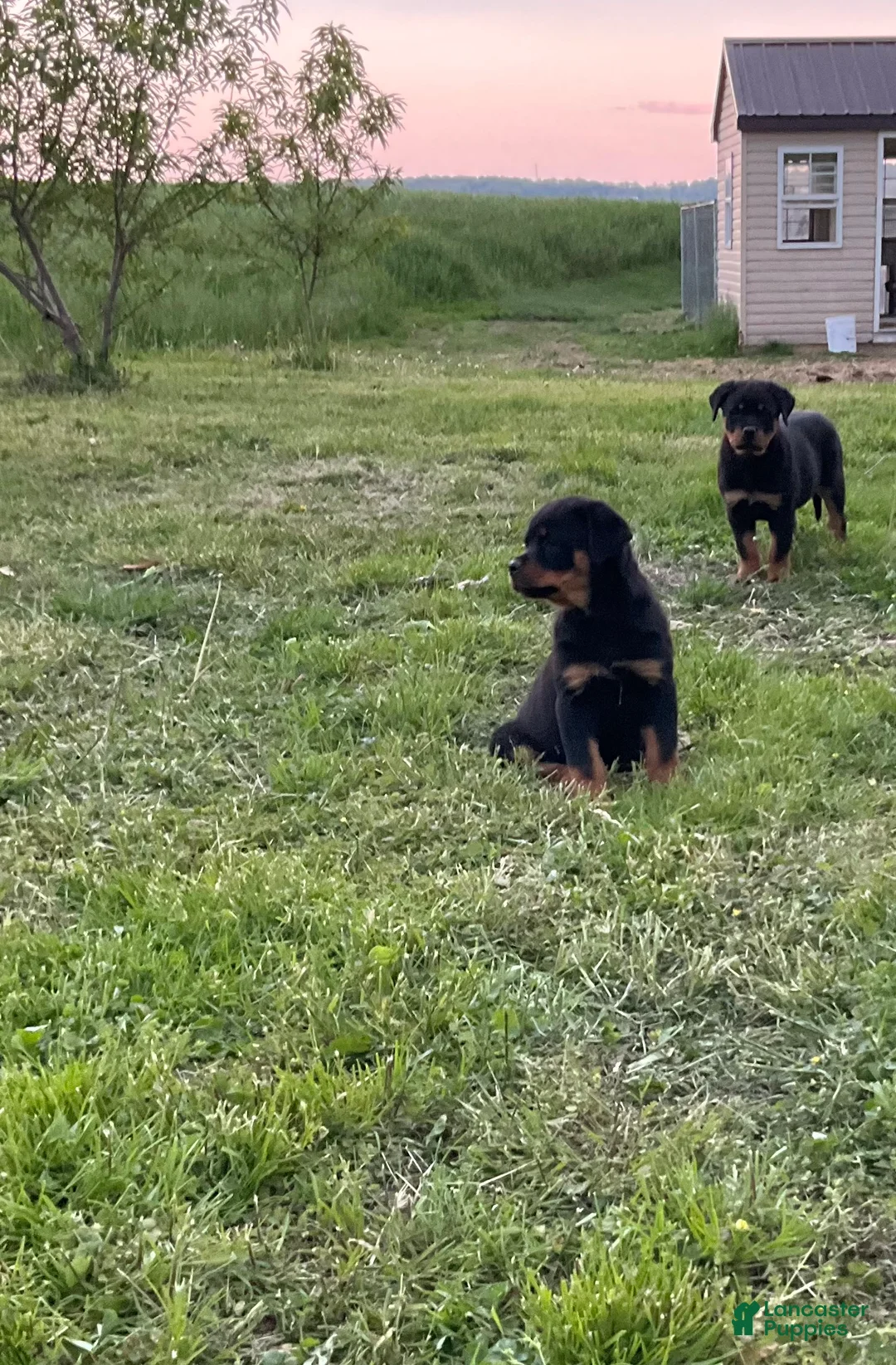 Rottweiler dogs for sale: Rottweiler Puppy 4 - Ad 2