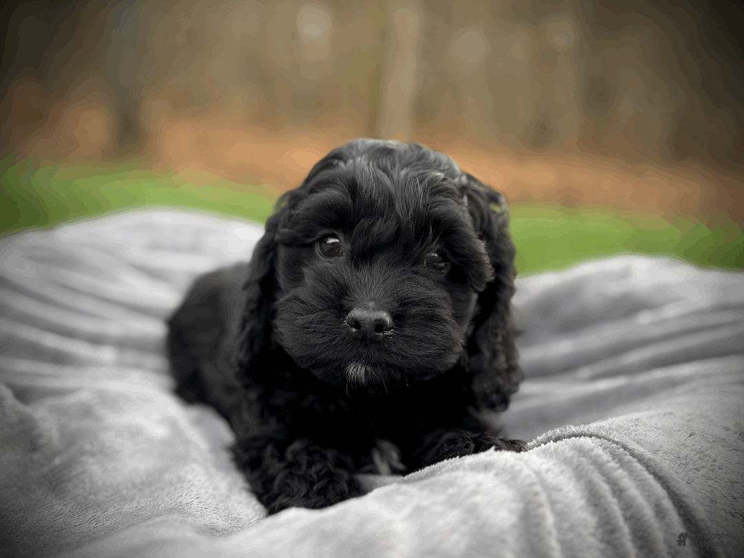 Cockapoo dogs for sale: Blaze - Ad 5