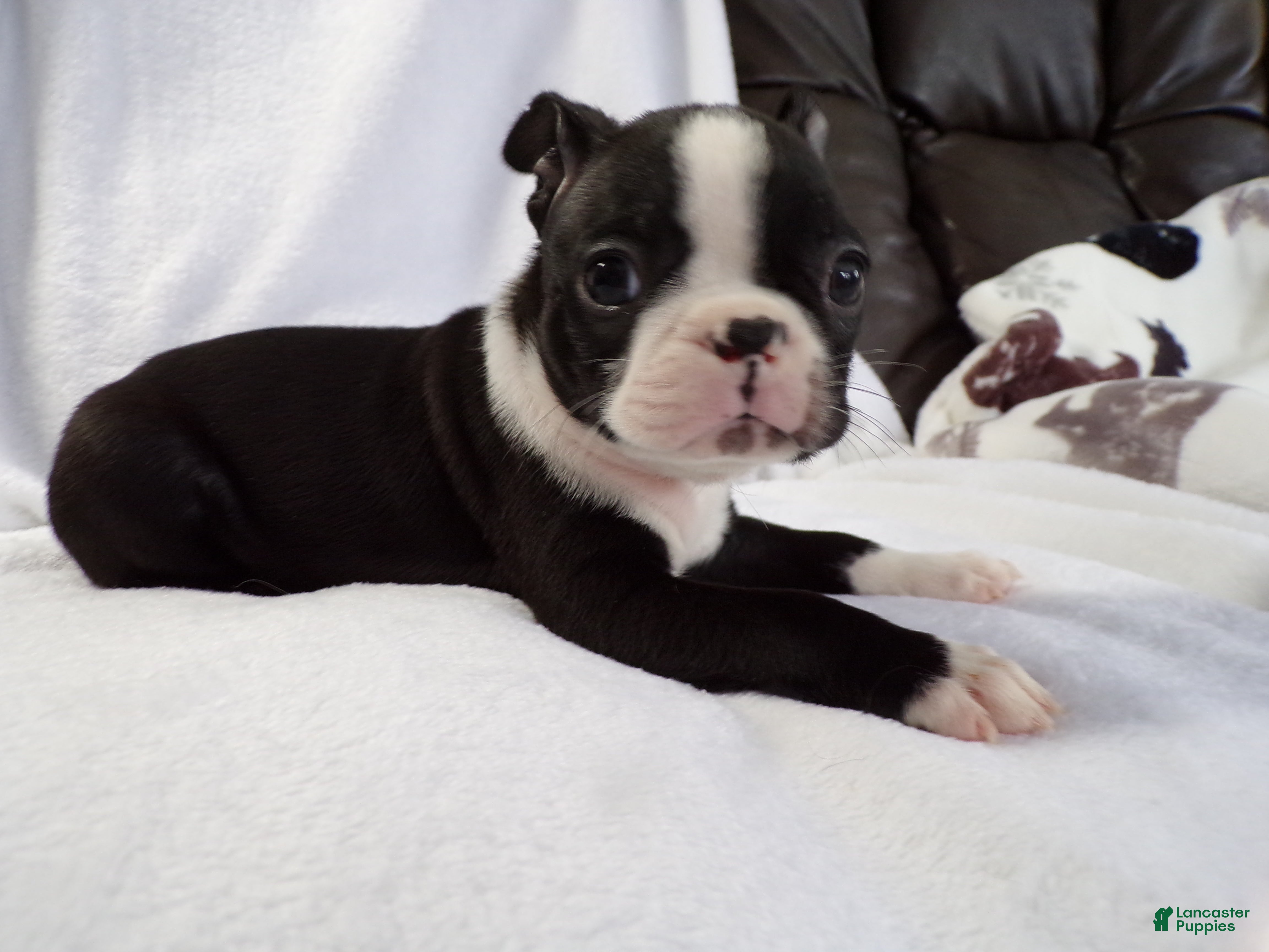 Boston Terrier dogs Vinnie AKC - Ad 2