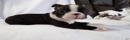 Boston Terrier dogs for sale: Vinnie AKC - Ad 2